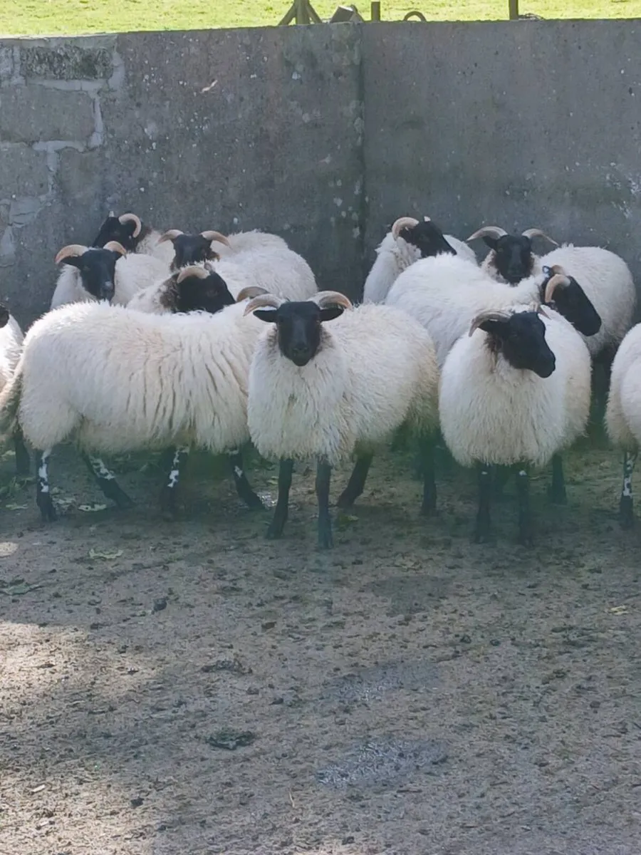 Lanark x ewe lambs - Image 3