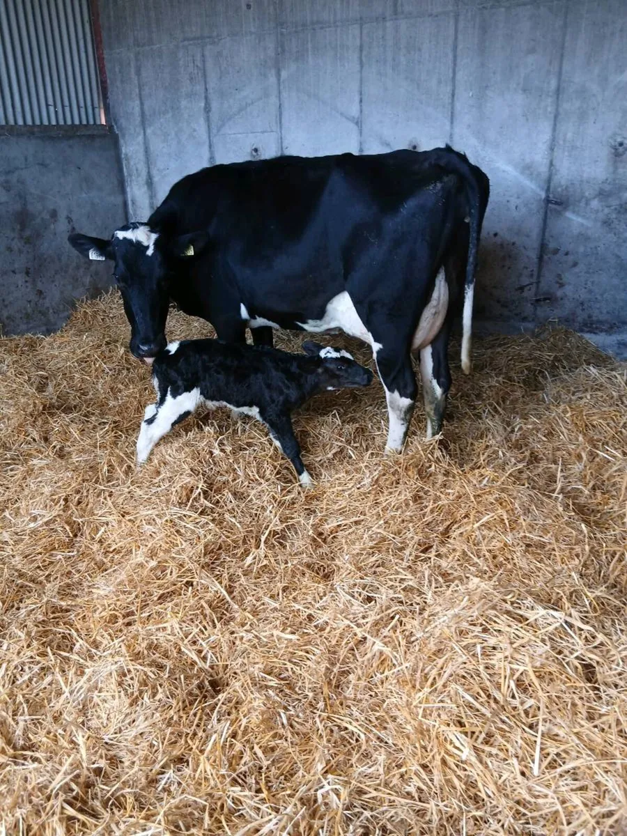Fresh calved 2nd calver and heifier  calf - Image 1