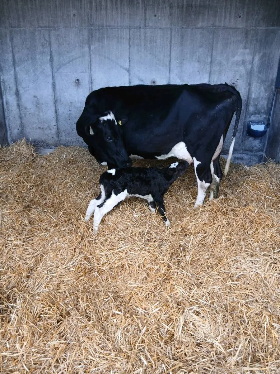 Fresh calved 2nd calver and heifier  calf - Image 2