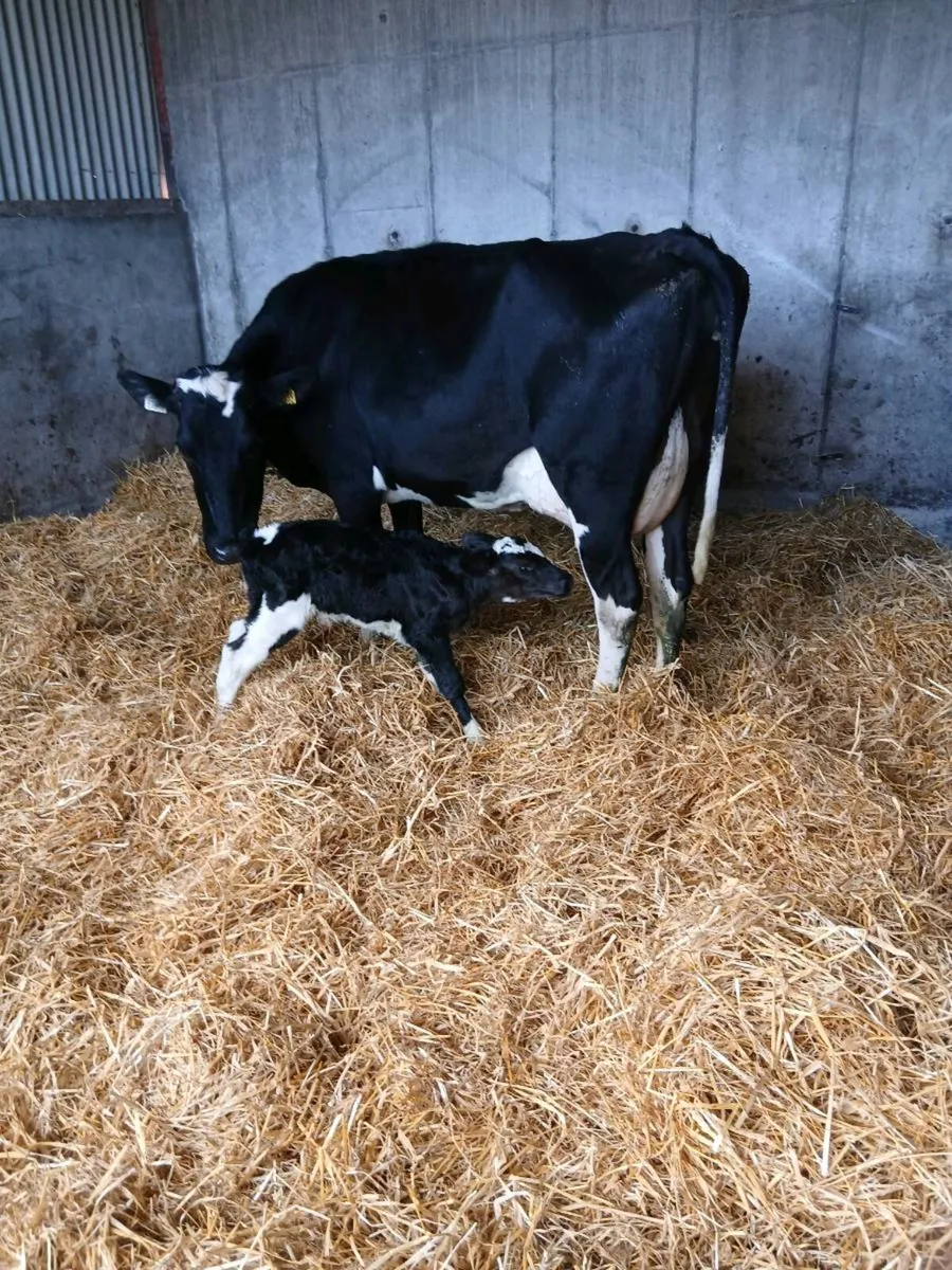 Fresh calved 2nd calver and heifier  calf - Image 3
