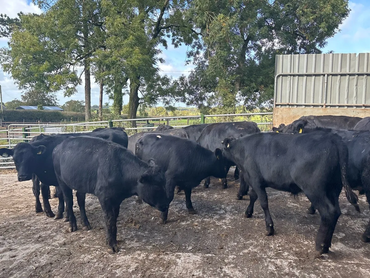16 super 400 kg Angus store bullocks - Image 1