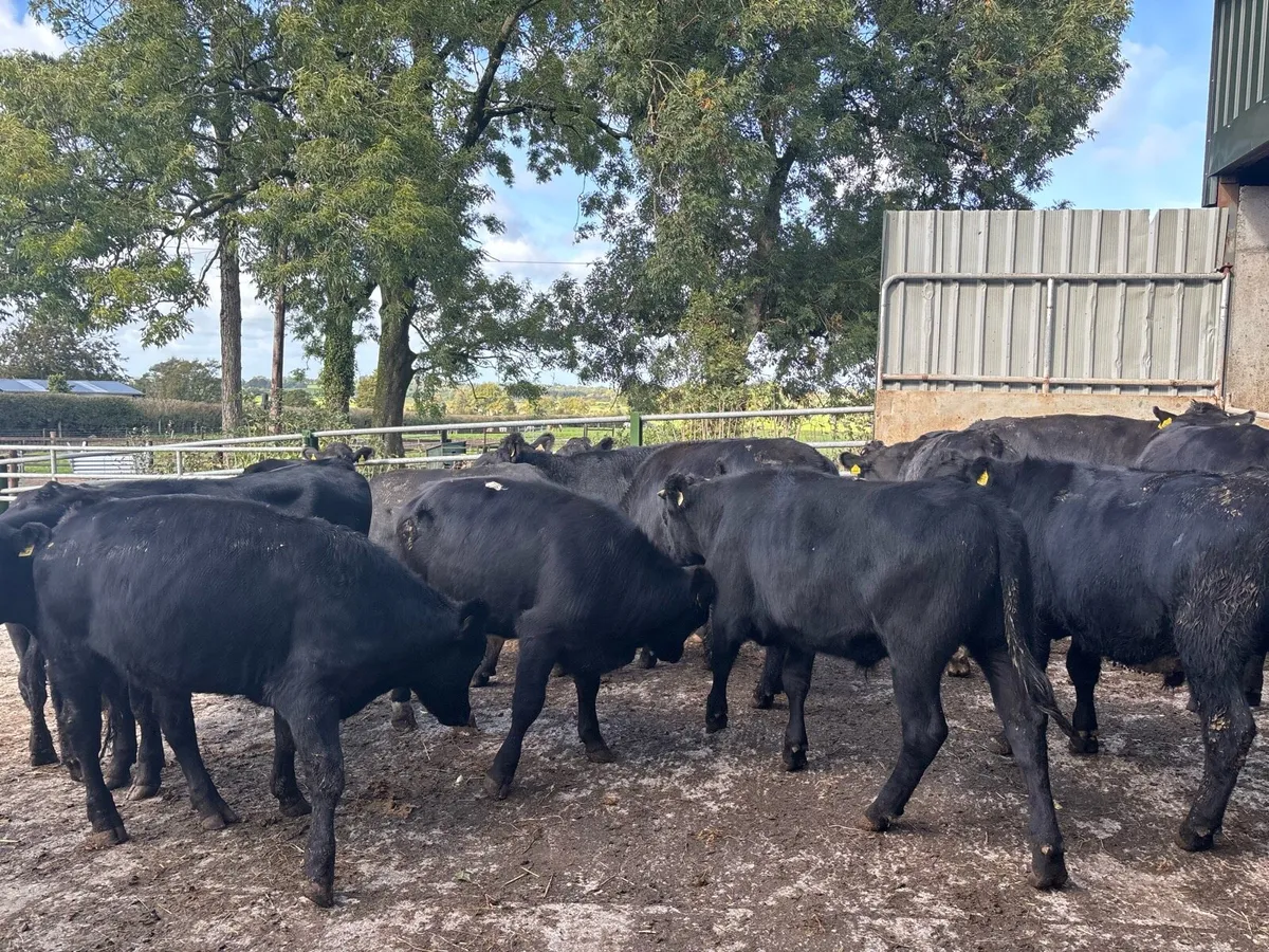 16 super 400 kg Angus store bullocks - Image 2