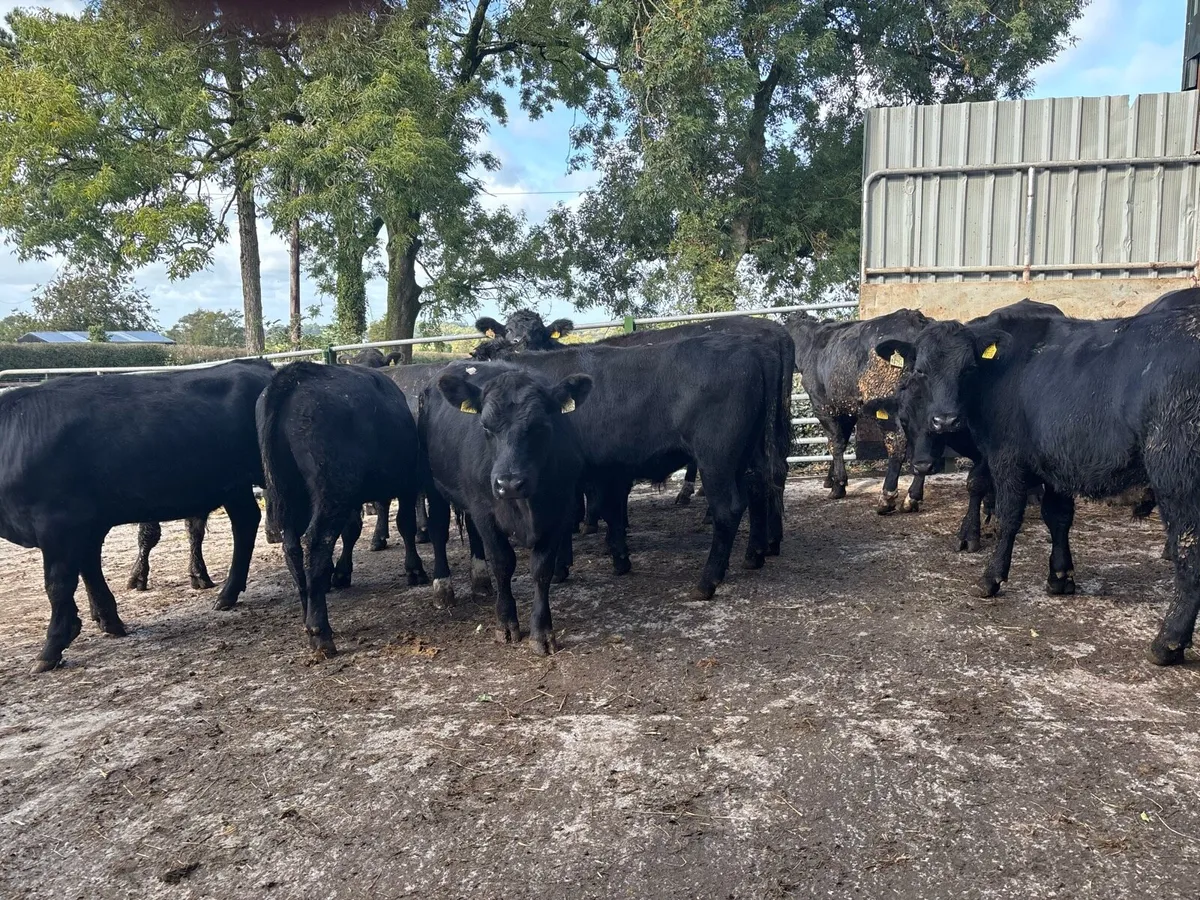 16 super 400 kg Angus store bullocks - Image 4