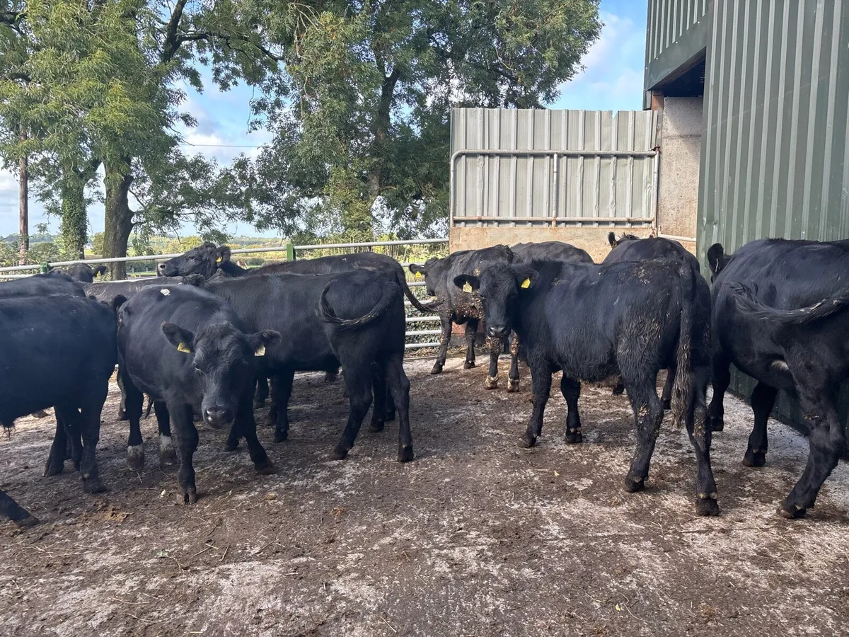 16 super 400 kg Angus store bullocks - Image 3