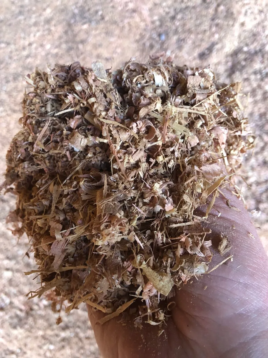 Dry wood shavings - Image 1