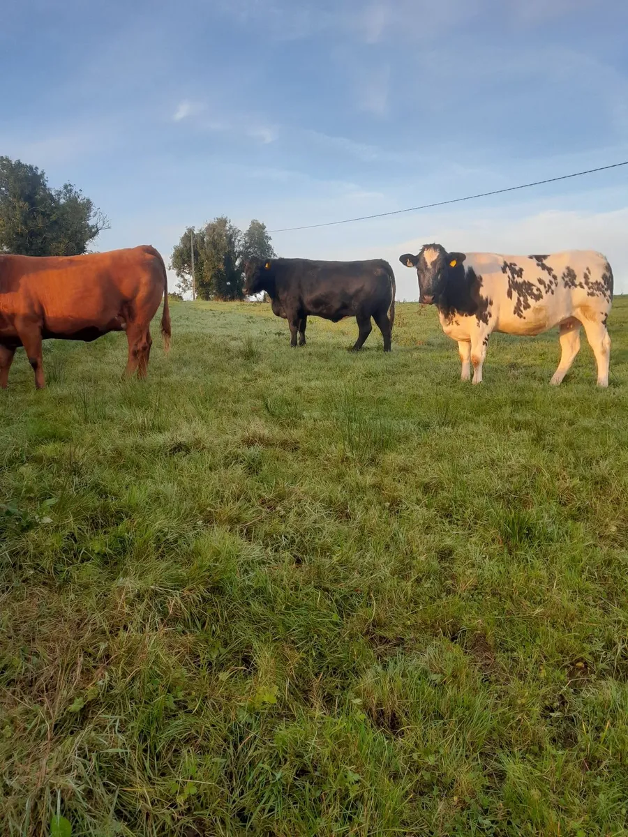 Incalf Heifers - Image 2