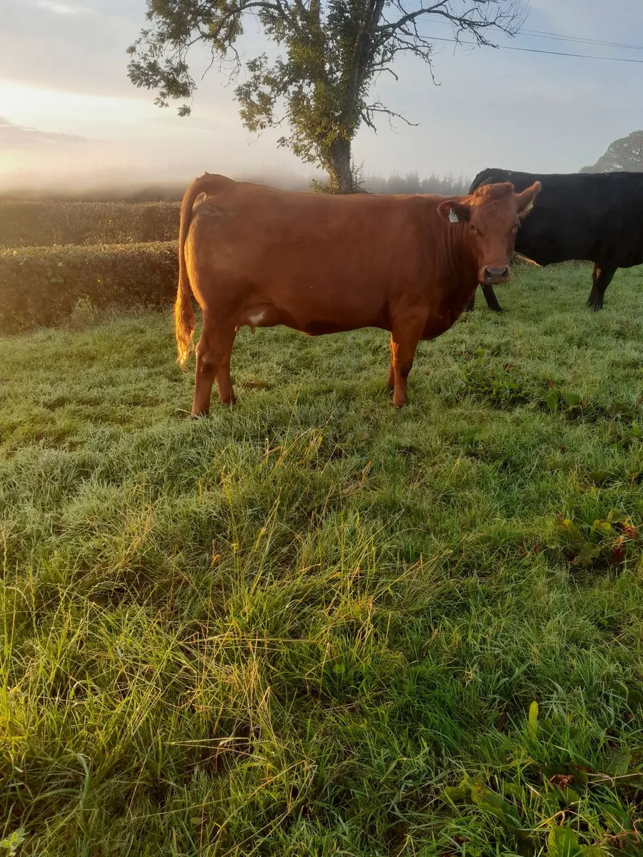 Incalf Heifers - Image 3