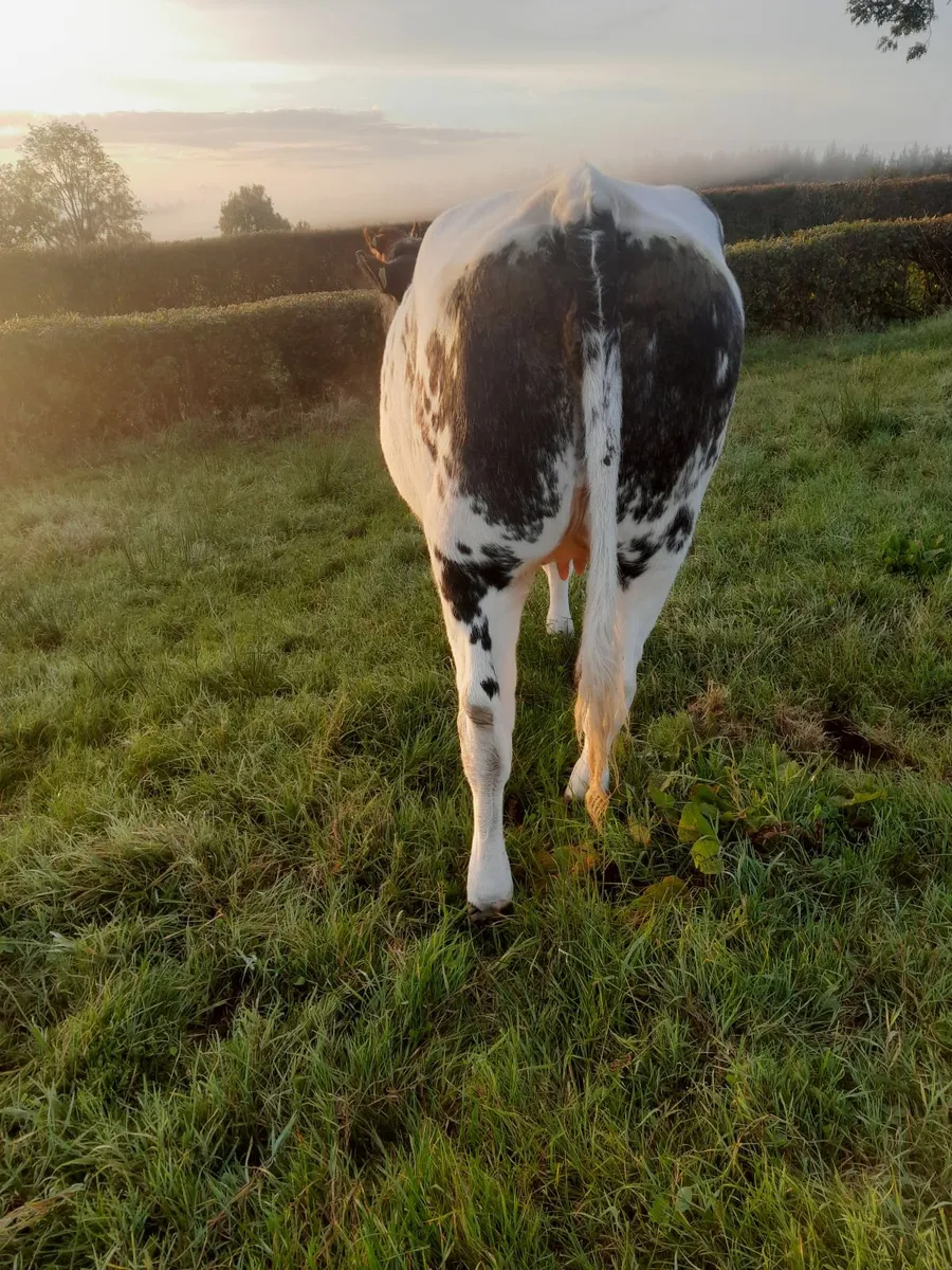 Incalf Heifers - Image 4