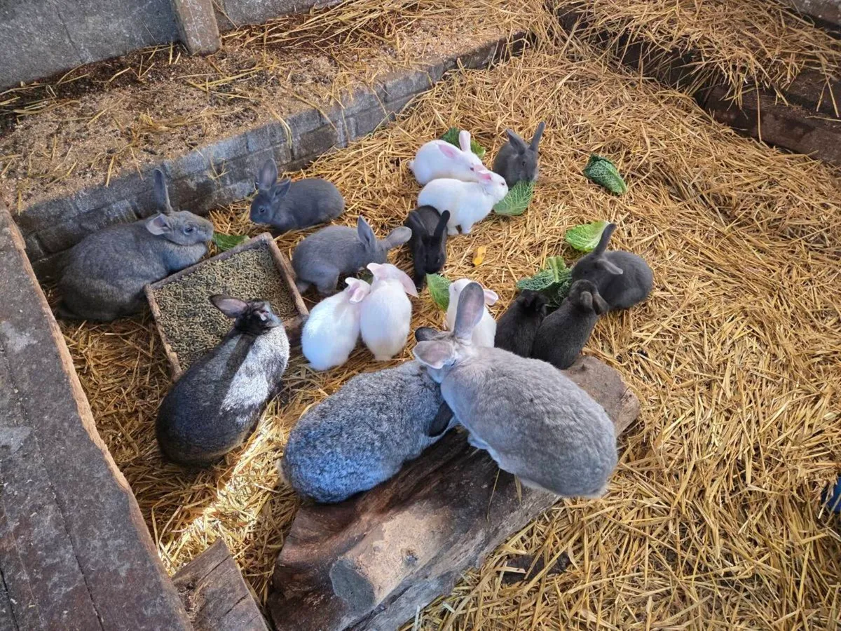 Bunnies and Rabbits - Image 1