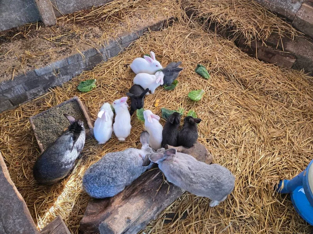 Bunnies and Rabbits - Image 3