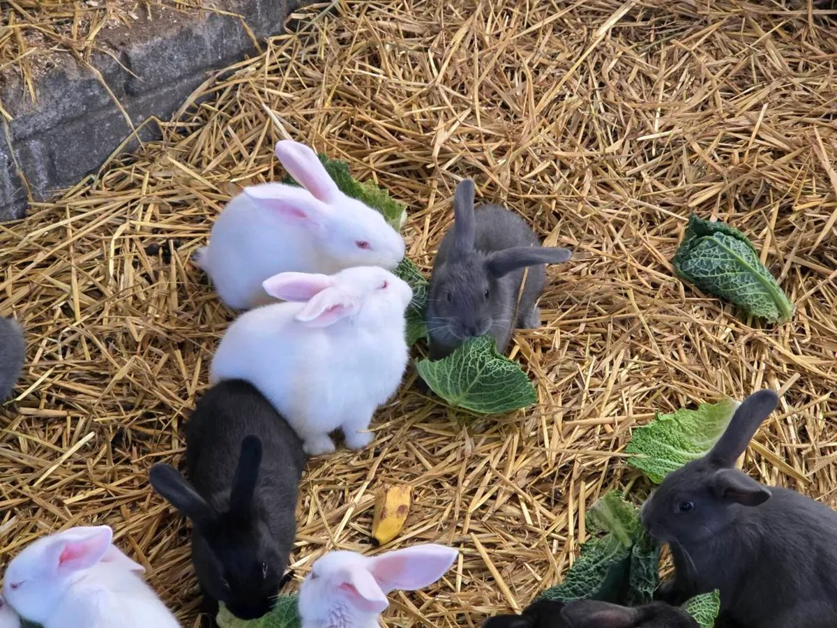Bunnies and Rabbits - Image 4