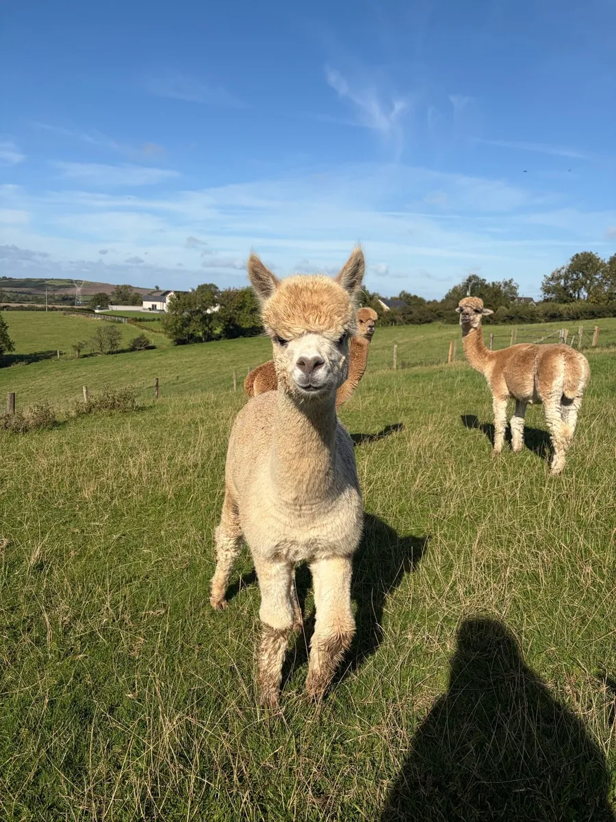 Alpaca females - Image 1