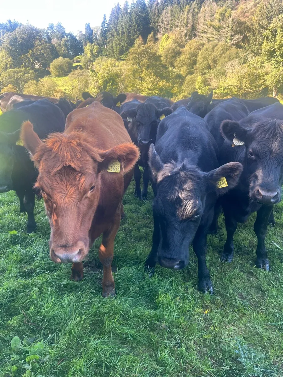 Heifers - Image 1