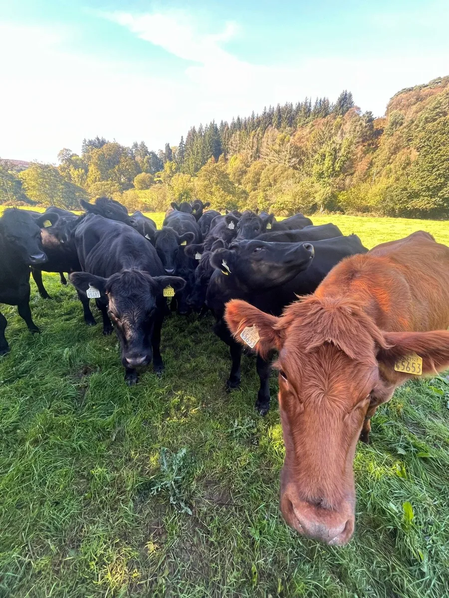 Heifers - Image 2
