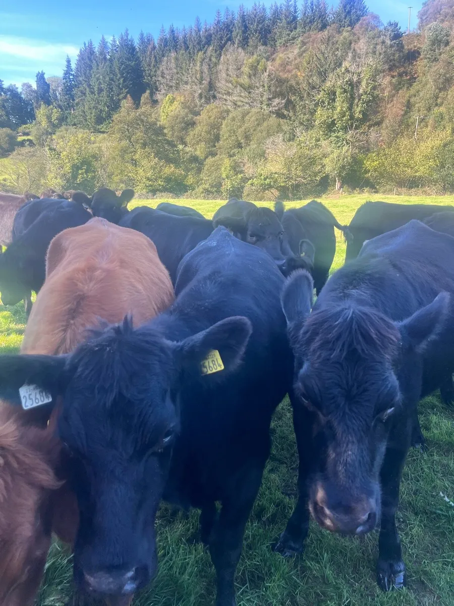 Heifers - Image 3
