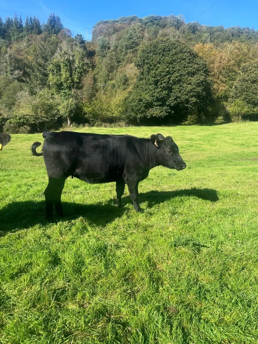 Heifers - Image 4