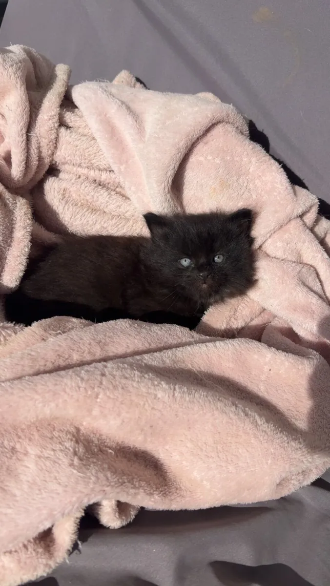 Kittens - Image 4