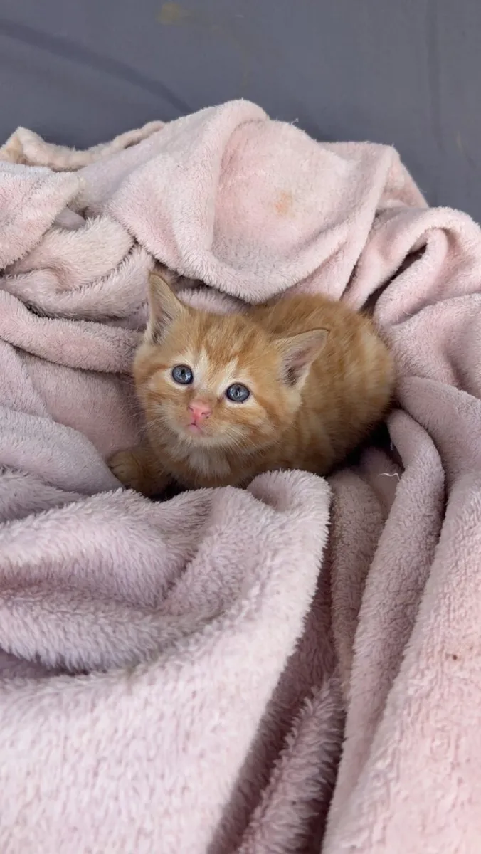 Kittens - Image 1