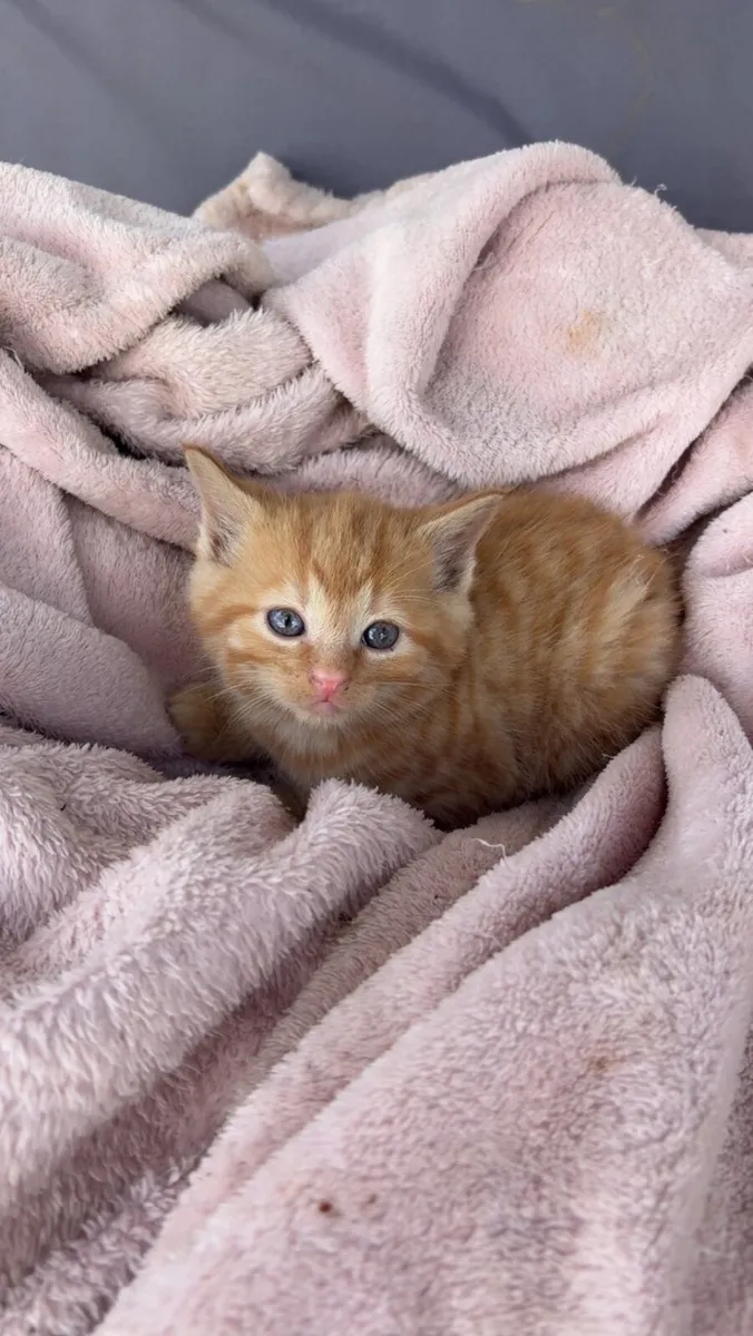 Kittens - Image 2