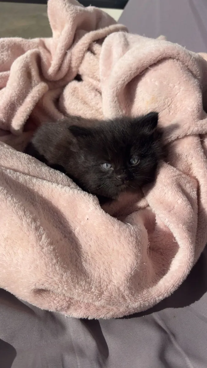 Kittens - Image 3