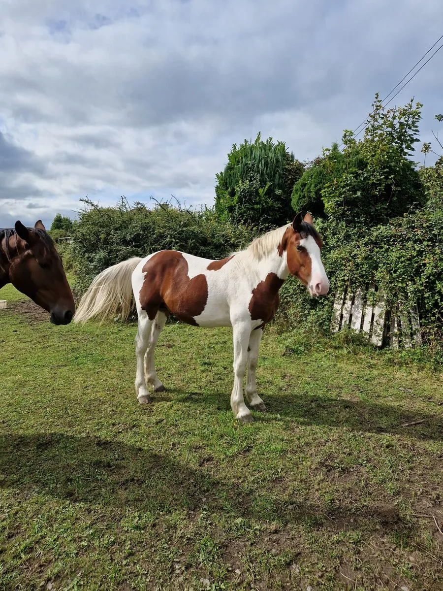 Nicely coloured 1 and half yr old sport horse - Image 1