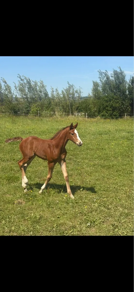 Candy de Nanteul x Pacino filly foal - Image 1