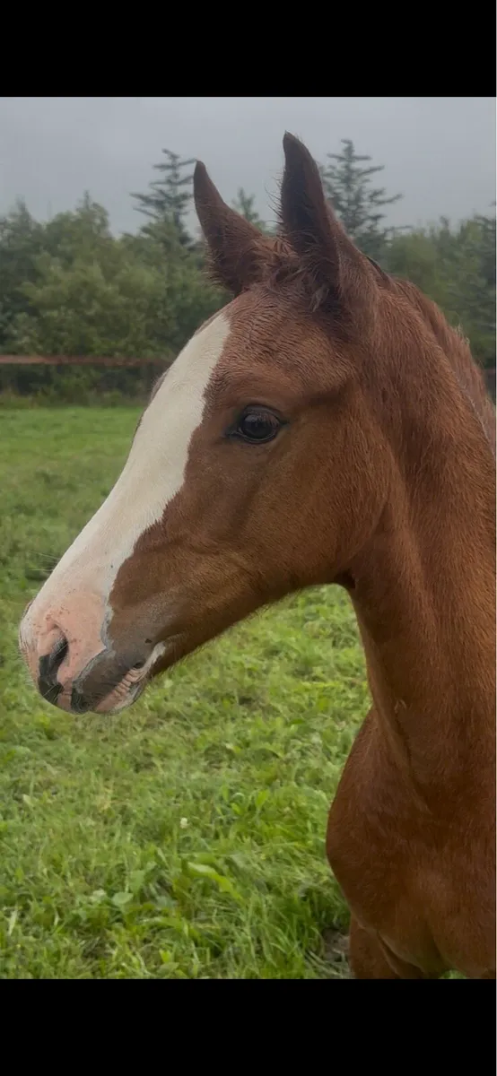 Candy de Nanteul x Pacino filly foal - Image 2