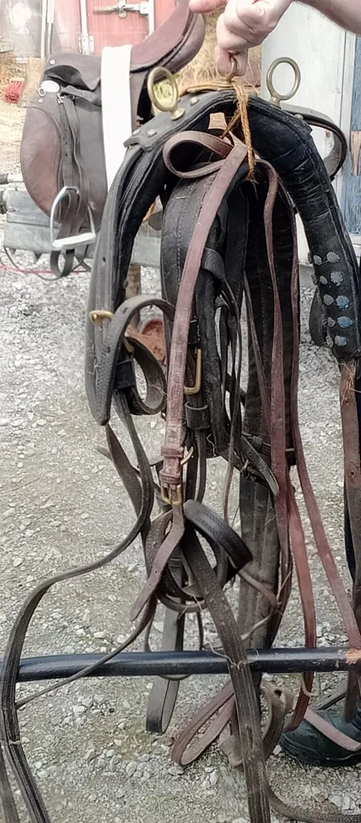 Horse harness - Image 1
