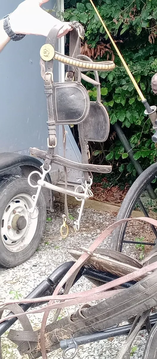 Horse harness - Image 2