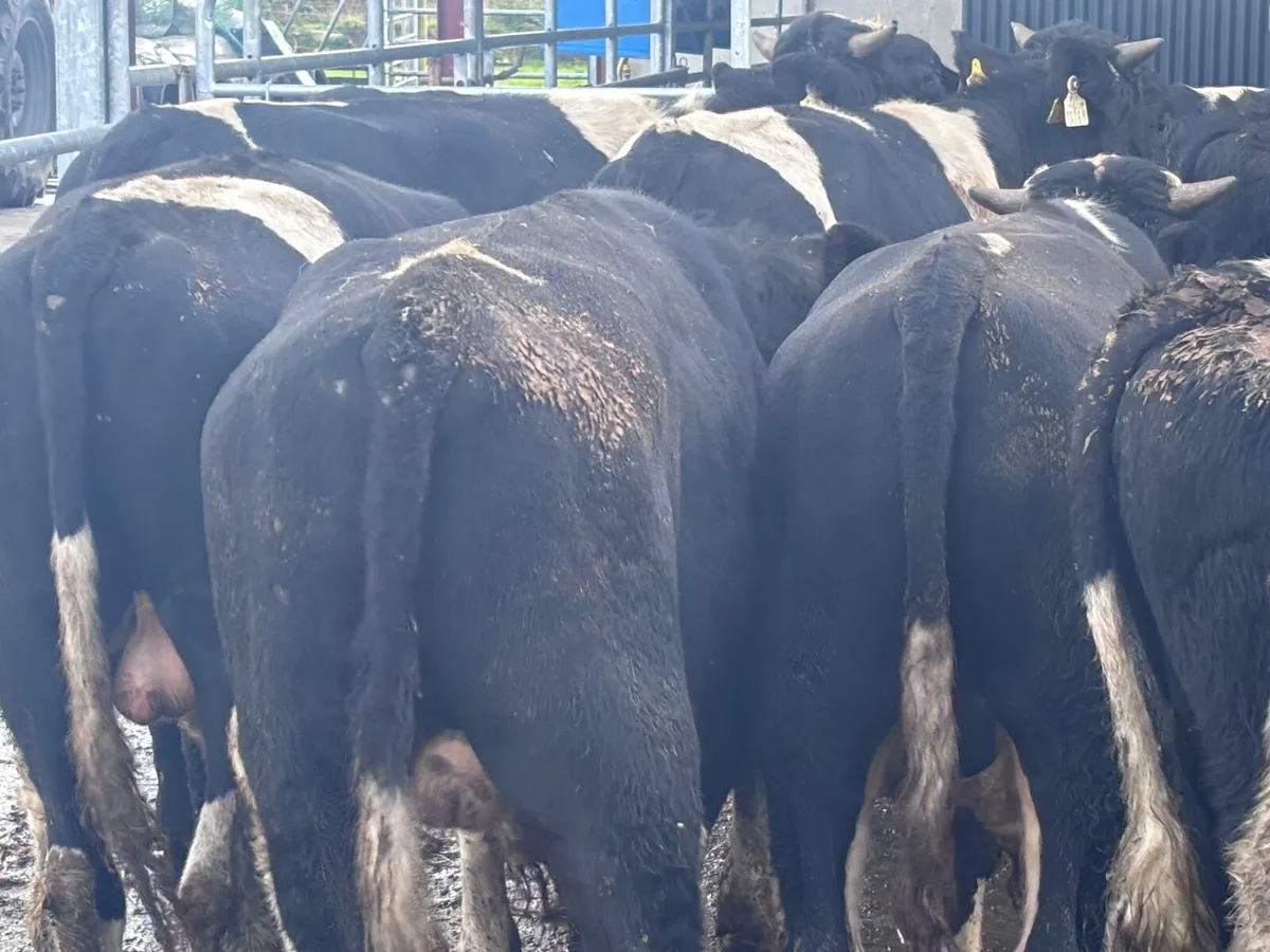 12 top quality Freisan bull weanlings for Sale - Image 2