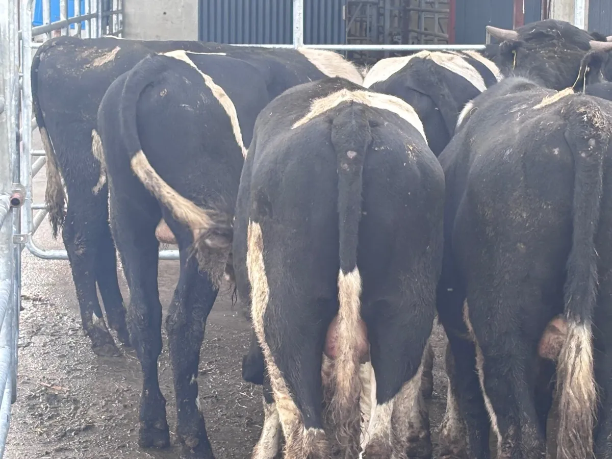 12 top quality Freisan bull weanlings for Sale - Image 3