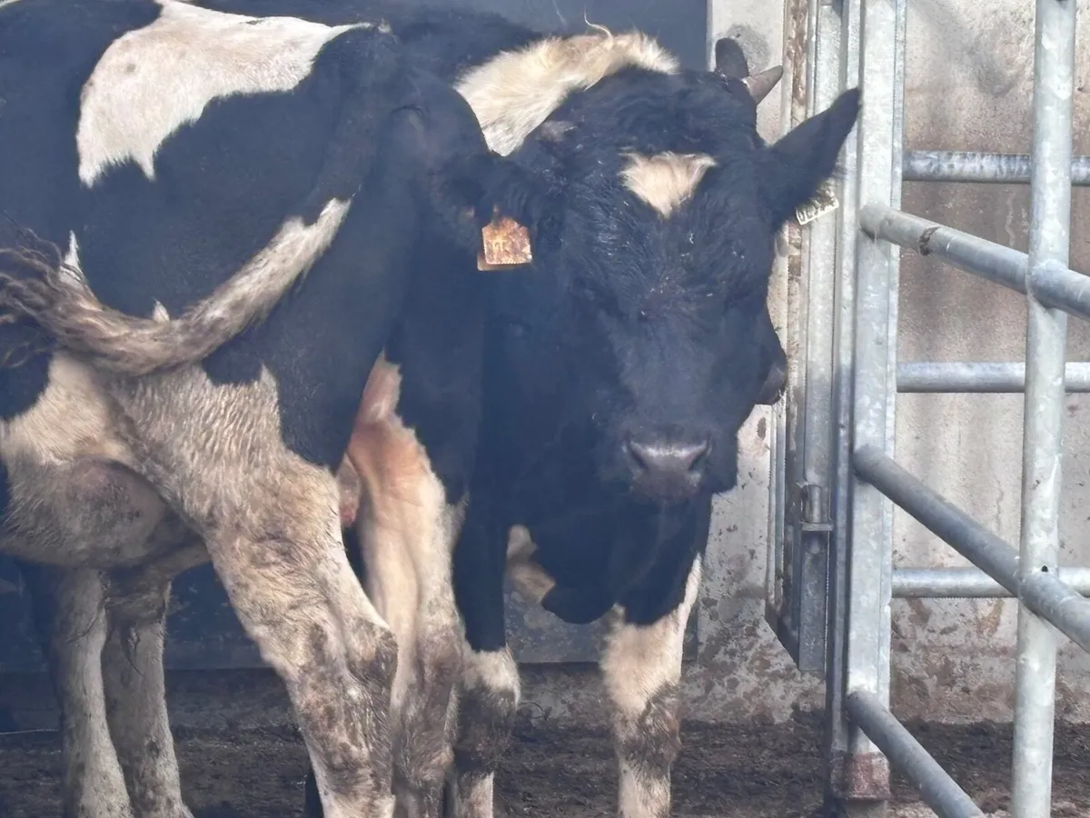 12 top quality Freisan bull weanlings for Sale - Image 4