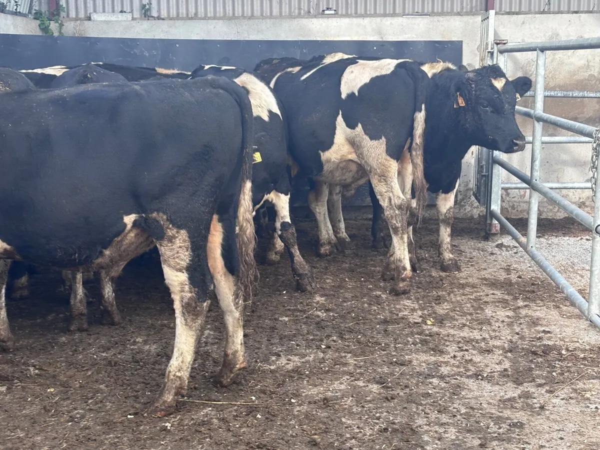 12 top quality Freisan bull weanlings for Sale - Image 1