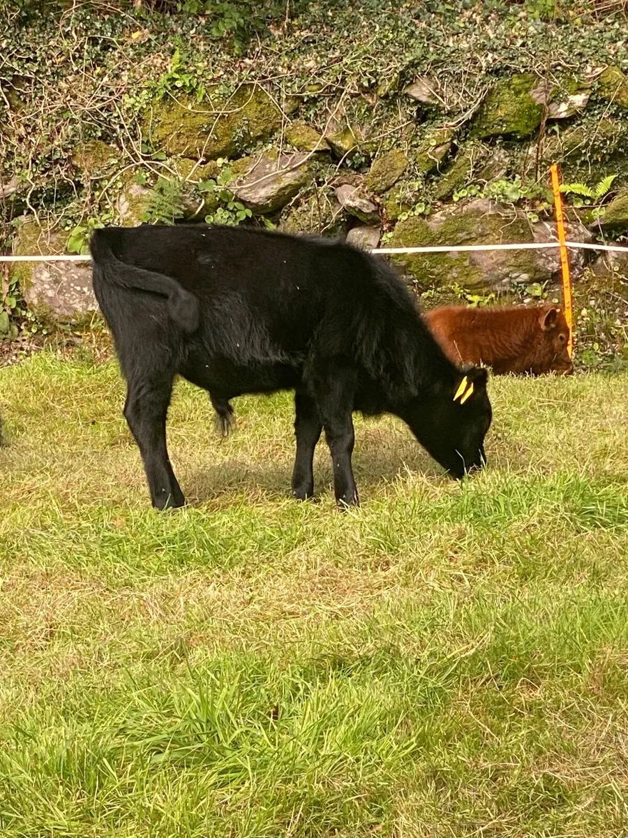 Dexter Bull Calves - Image 4