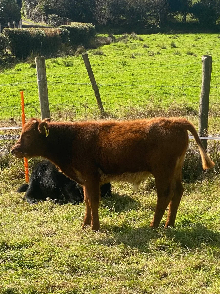 Dexter Bull Calves - Image 2