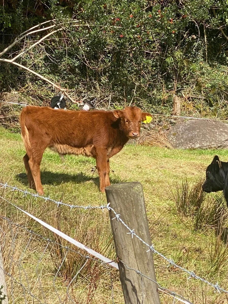 Dexter Bull Calves - Image 3