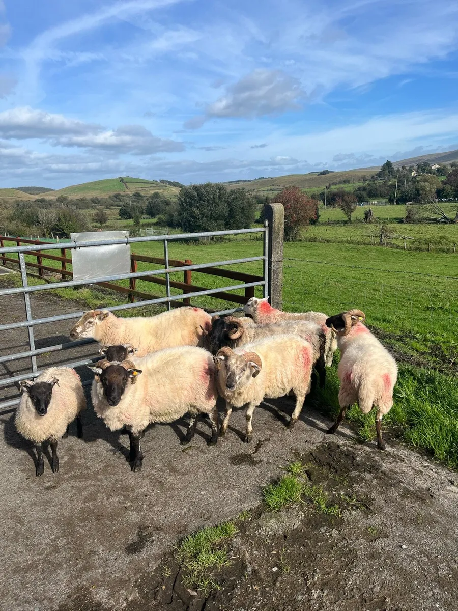 5 weather hog rams and 4 ram lambs - Image 1