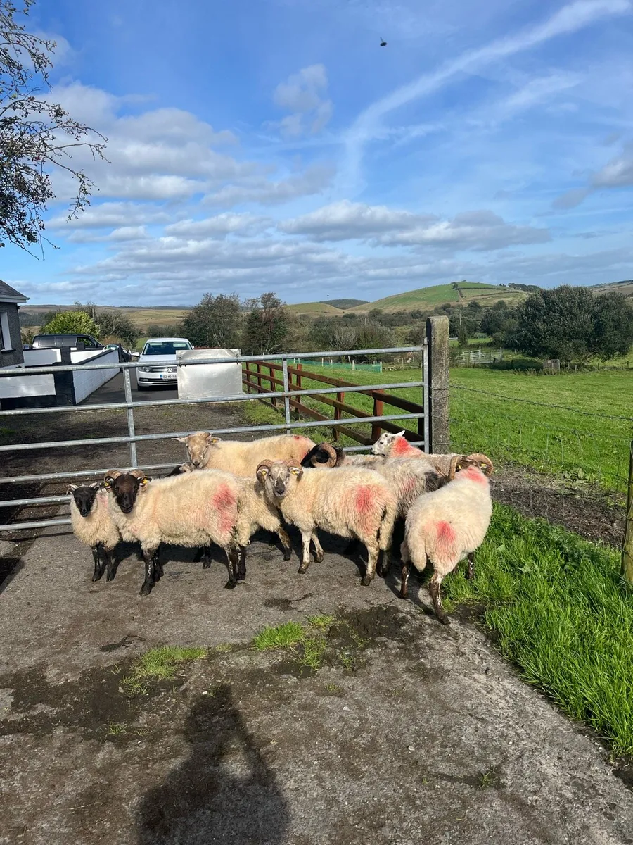 5 weather hog rams and 4 ram lambs - Image 3