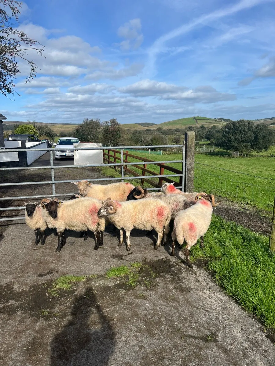 5 weather hog rams and 4 ram lambs - Image 2