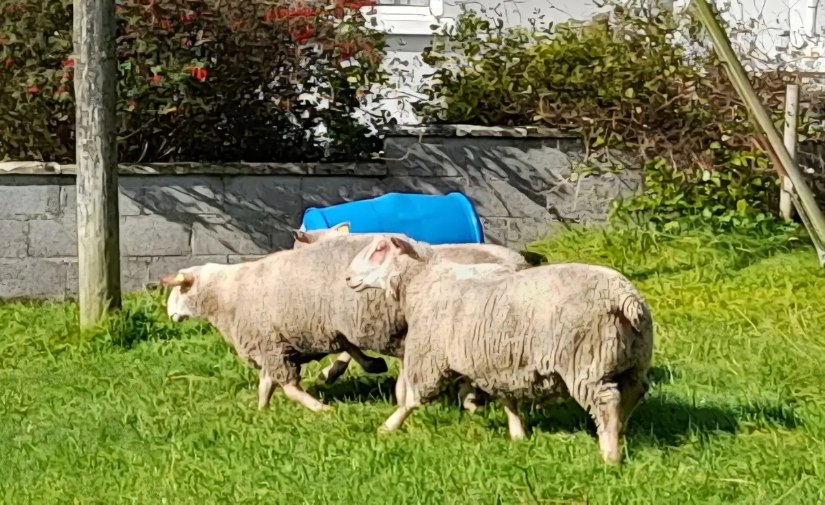 Pedigree Registered Charollais ram lambs - Image 2