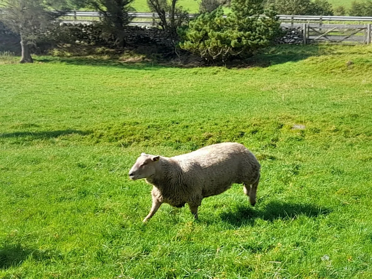 Pedigree Registered Charollais ram lambs - Image 3