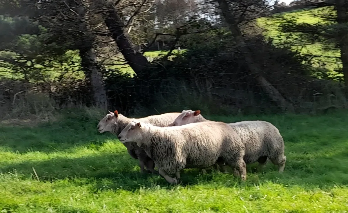 Pedigree Registered Charollais ram lambs - Image 1