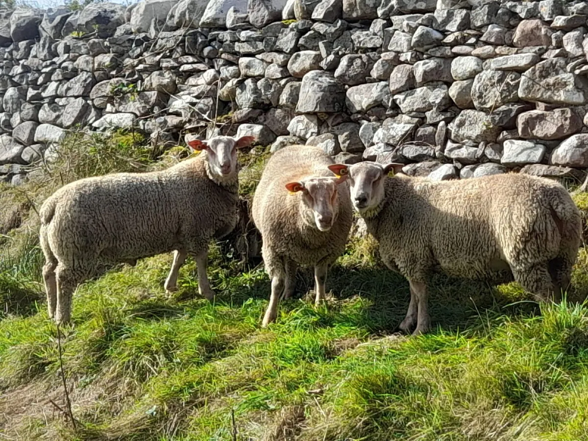 Pedigree Registered Charollais ram lambs - Image 4