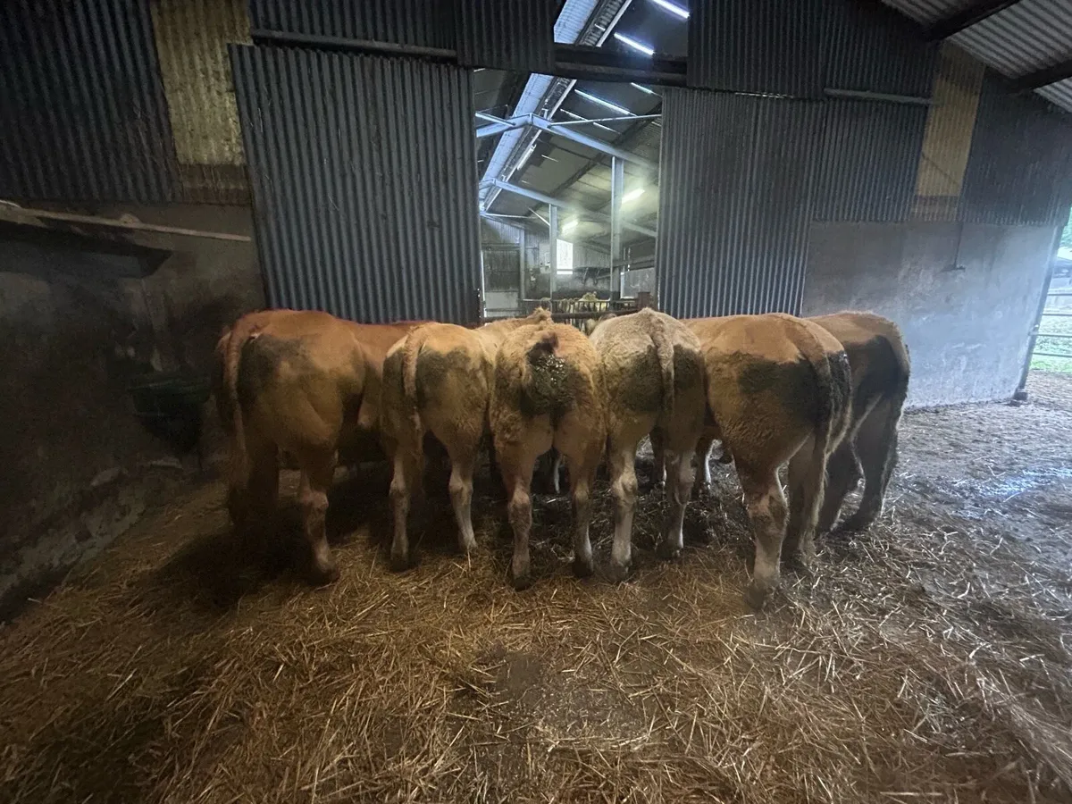 Organic Round/square bales of hay, organic cattle - Image 1