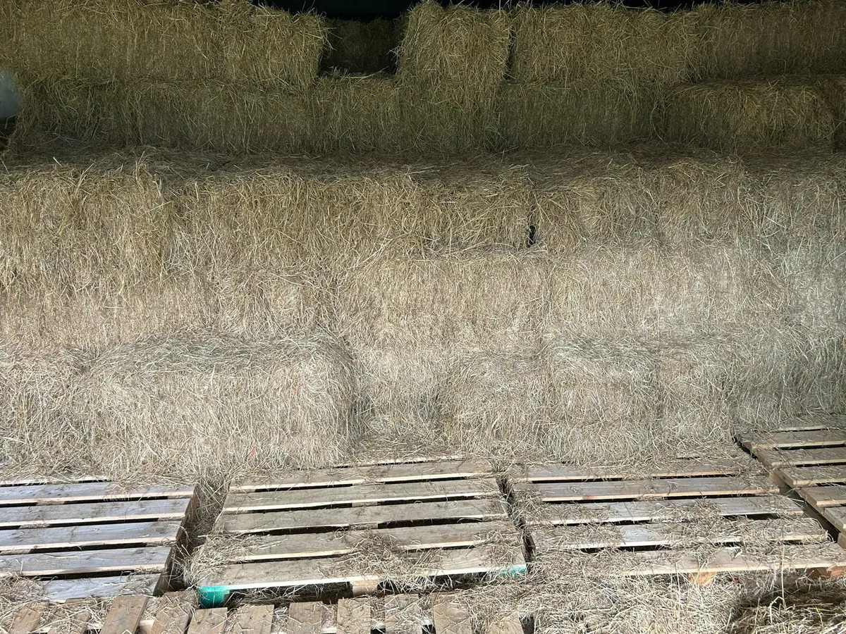 Organic Round/square bales of hay, organic cattle - Image 3