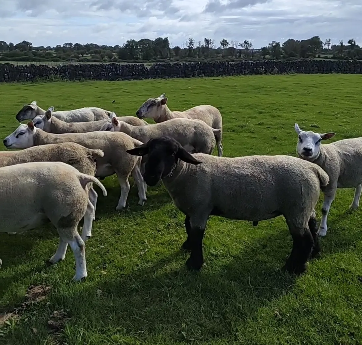 TEXEL SUFFOLK BELTEX RAM'S FOR SALE - Image 1