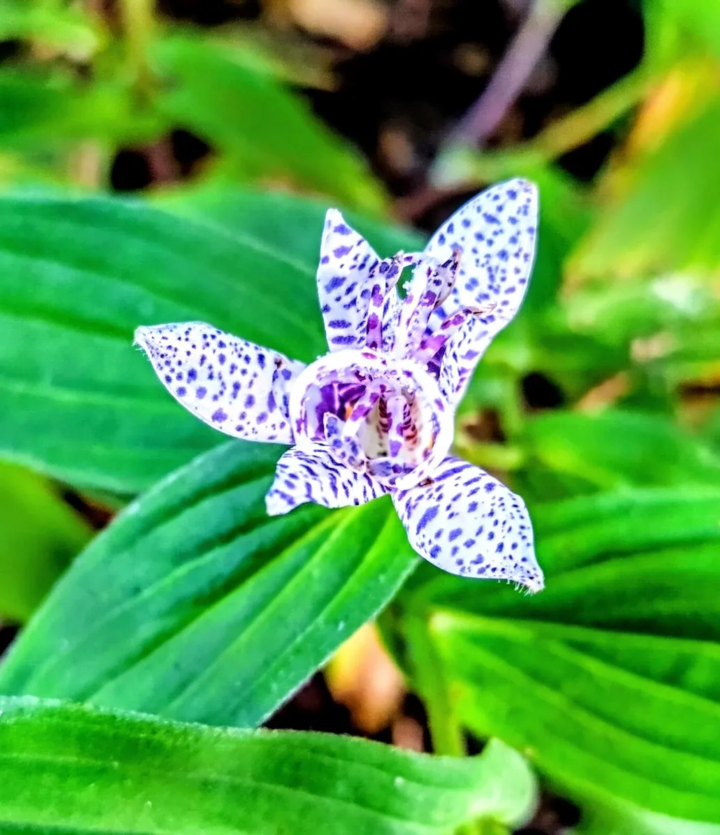 Shade Lily