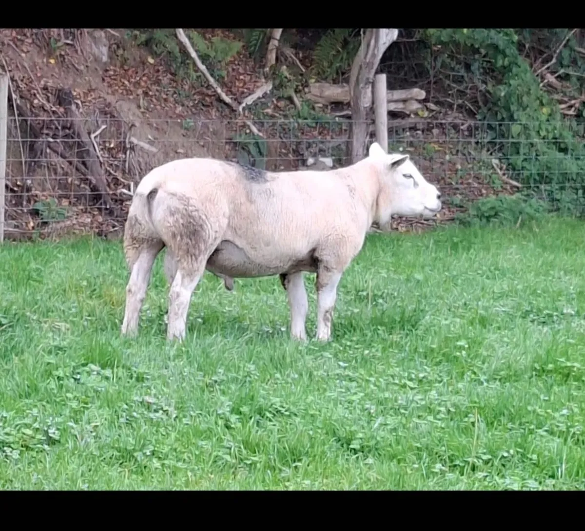 Texel ram - Image 4