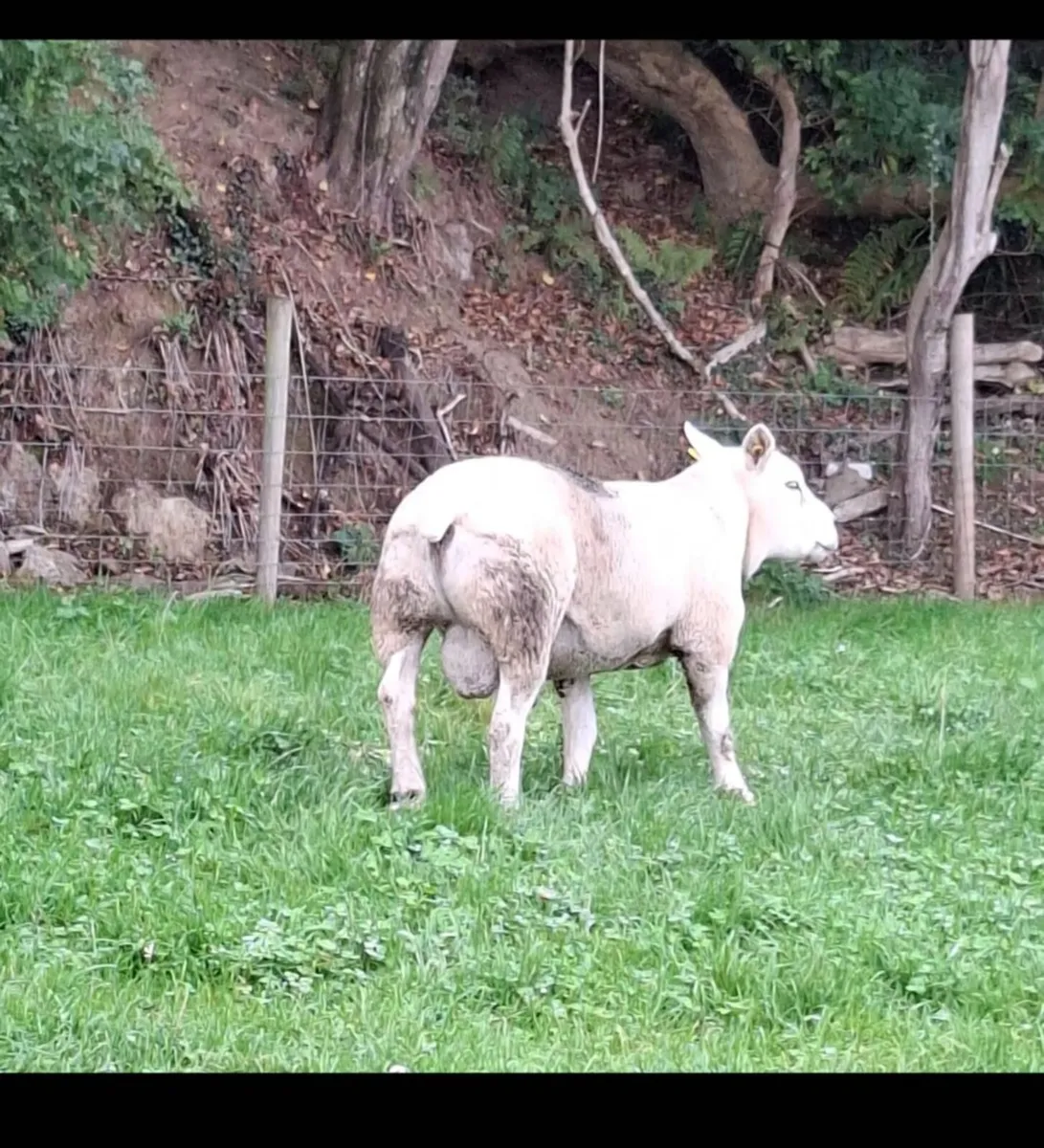 Texel ram - Image 1