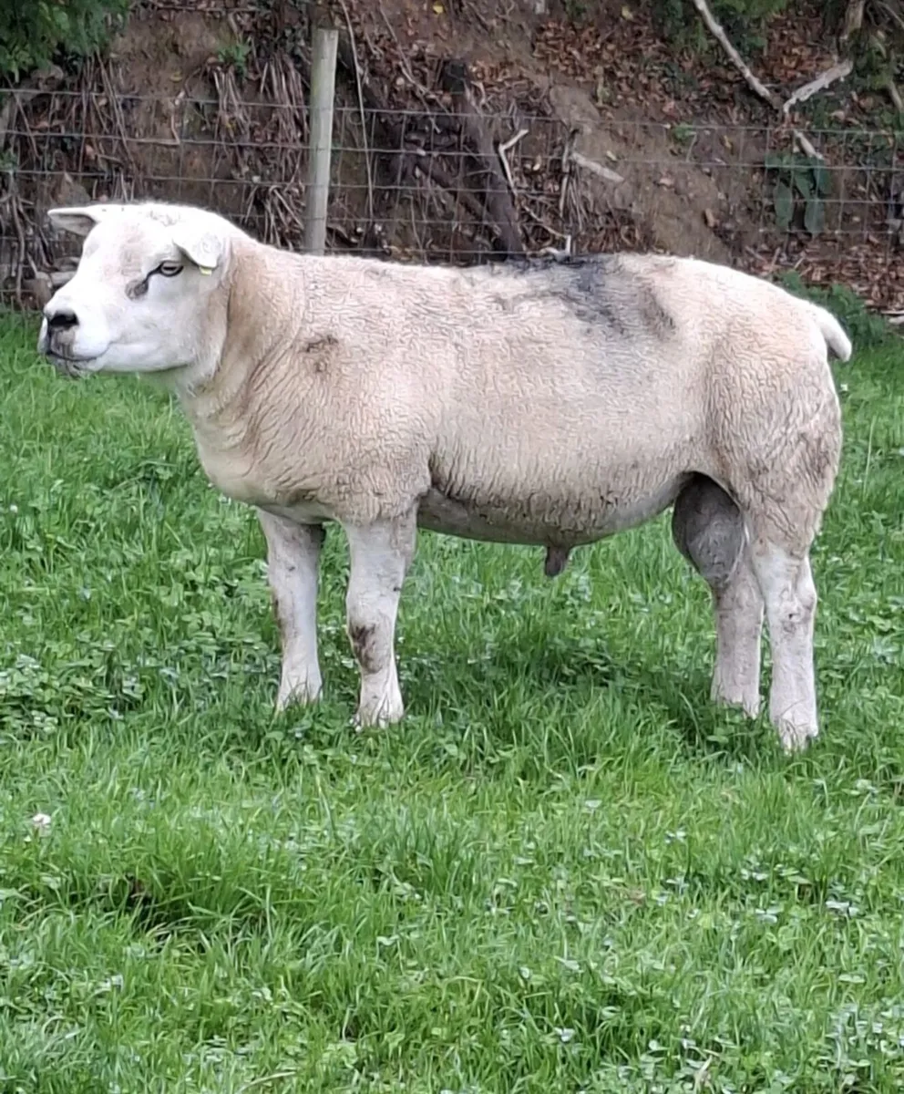 Texel ram - Image 3